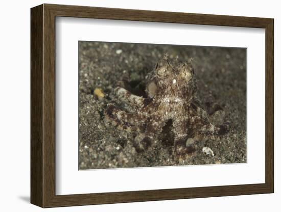 A Young Day Octopus on Black Volcanic Sand-Stocktrek Images-Framed Photographic Print