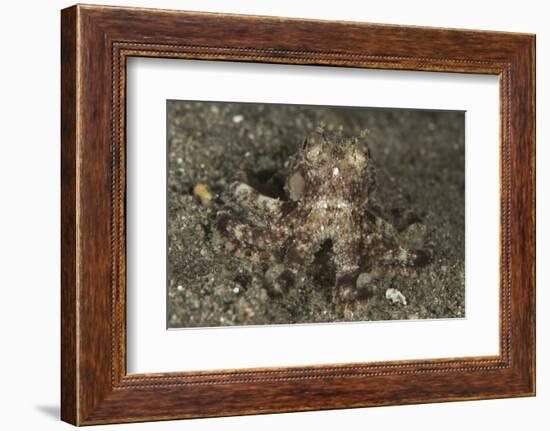 A Young Day Octopus on Black Volcanic Sand-Stocktrek Images-Framed Photographic Print