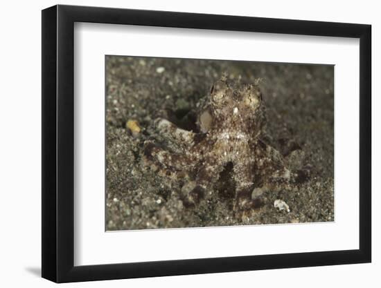 A Young Day Octopus on Black Volcanic Sand-Stocktrek Images-Framed Photographic Print