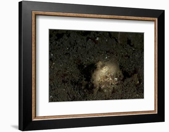 A Young Day Octopus on Black Volcanic Sand-Stocktrek Images-Framed Photographic Print