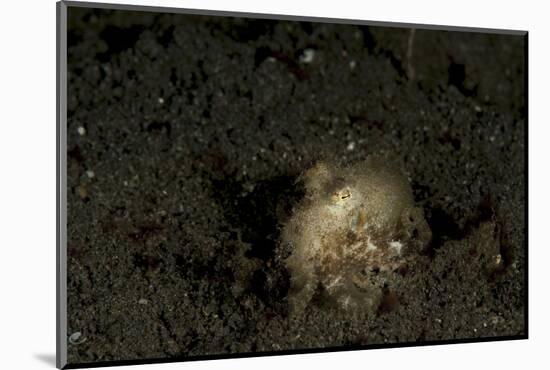 A Young Day Octopus on Black Volcanic Sand-Stocktrek Images-Mounted Photographic Print