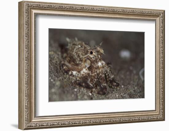 A Young Day Octopus on Black Volcanic Sand-Stocktrek Images-Framed Photographic Print