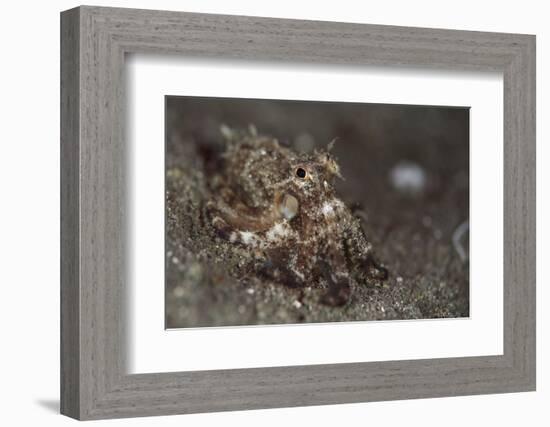 A Young Day Octopus on Black Volcanic Sand-Stocktrek Images-Framed Photographic Print