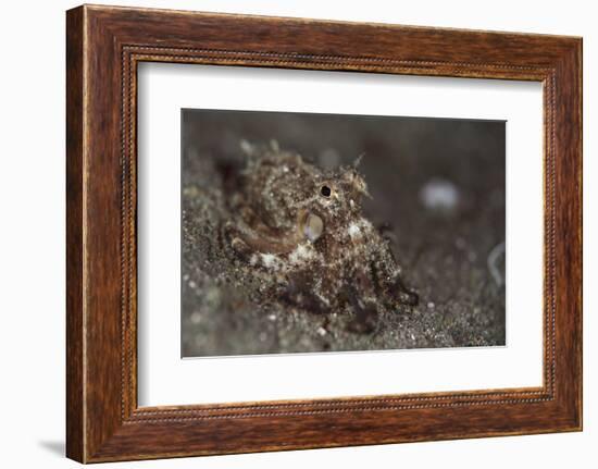 A Young Day Octopus on Black Volcanic Sand-Stocktrek Images-Framed Photographic Print