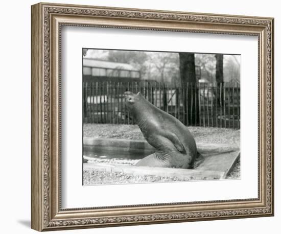 A Young Elephant Seal Reaching Backwards, London Zoo, 1930 (B/W Photo)-Frederick William Bond-Framed Giclee Print