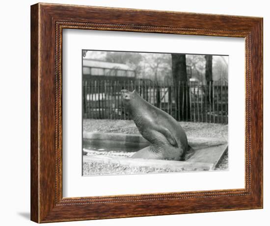 A Young Elephant Seal Reaching Backwards, London Zoo, 1930 (B/W Photo)-Frederick William Bond-Framed Giclee Print