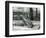 A Young Elephant Seal Reaching Backwards, London Zoo, 1930 (B/W Photo)-Frederick William Bond-Framed Giclee Print