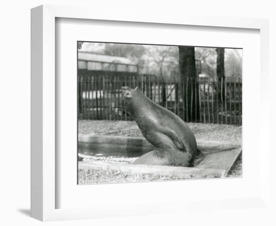 A Young Elephant Seal Reaching Backwards, London Zoo, 1930 (B/W Photo)-Frederick William Bond-Framed Giclee Print