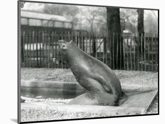 A Young Elephant Seal Reaching Backwards, London Zoo, 1930 (B/W Photo)-Frederick William Bond-Mounted Giclee Print