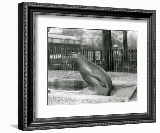 A Young Elephant Seal Reaching Backwards, London Zoo, 1930 (B/W Photo)-Frederick William Bond-Framed Giclee Print