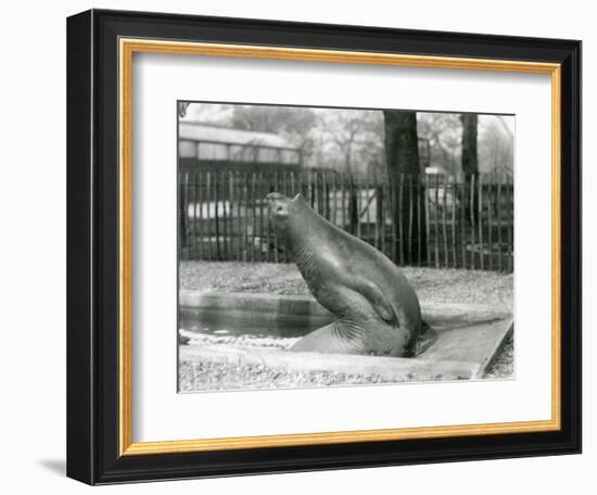 A Young Elephant Seal Reaching Backwards, London Zoo, 1930 (B/W Photo)-Frederick William Bond-Framed Giclee Print