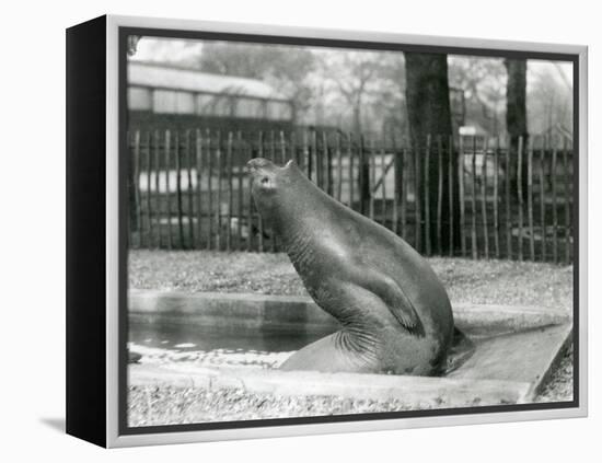 A Young Elephant Seal Reaching Backwards, London Zoo, 1930 (B/W Photo)-Frederick William Bond-Framed Premier Image Canvas