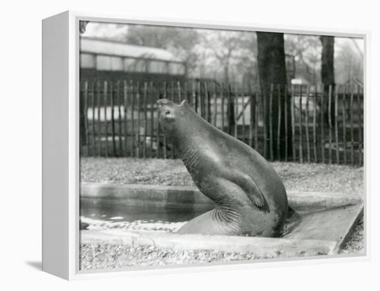 A Young Elephant Seal Reaching Backwards, London Zoo, 1930 (B/W Photo)-Frederick William Bond-Framed Premier Image Canvas