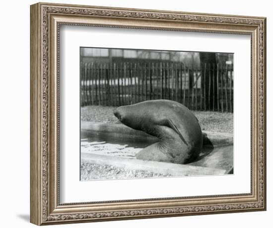 A Young Elephant Seal Reaching Backwards, London Zoo, 1930 (B/W Photo)-Frederick William Bond-Framed Giclee Print