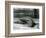 A Young Elephant Seal Reaching Backwards, London Zoo, 1930 (B/W Photo)-Frederick William Bond-Framed Giclee Print