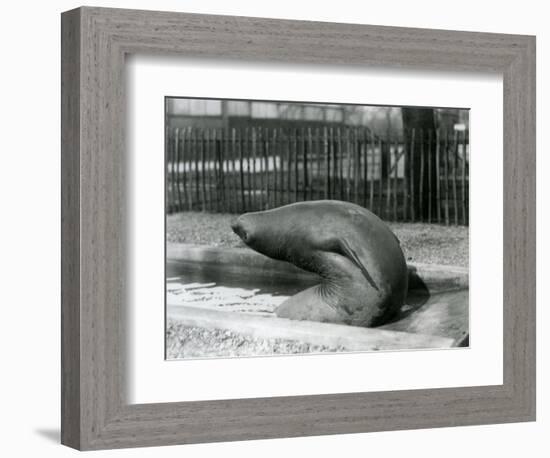 A Young Elephant Seal Reaching Backwards, London Zoo, 1930 (B/W Photo)-Frederick William Bond-Framed Giclee Print