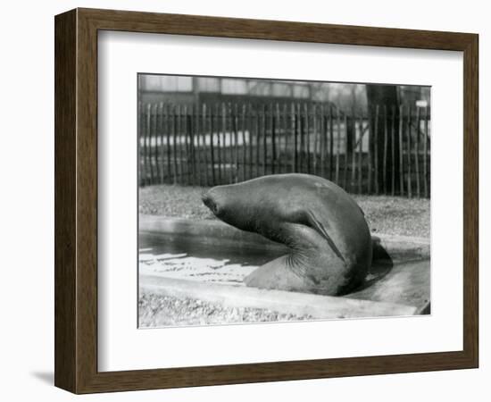 A Young Elephant Seal Reaching Backwards, London Zoo, 1930 (B/W Photo)-Frederick William Bond-Framed Giclee Print