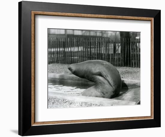 A Young Elephant Seal Reaching Backwards, London Zoo, 1930 (B/W Photo)-Frederick William Bond-Framed Giclee Print