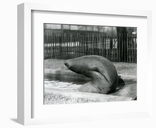 A Young Elephant Seal Reaching Backwards, London Zoo, 1930 (B/W Photo)-Frederick William Bond-Framed Giclee Print