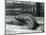 A Young Elephant Seal Reaching Backwards, London Zoo, 1930 (B/W Photo)-Frederick William Bond-Mounted Giclee Print