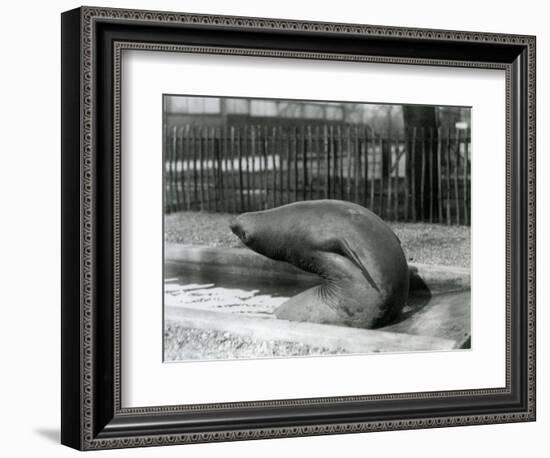 A Young Elephant Seal Reaching Backwards, London Zoo, 1930 (B/W Photo)-Frederick William Bond-Framed Giclee Print