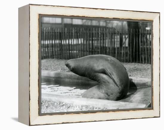 A Young Elephant Seal Reaching Backwards, London Zoo, 1930 (B/W Photo)-Frederick William Bond-Framed Premier Image Canvas