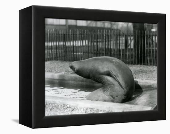 A Young Elephant Seal Reaching Backwards, London Zoo, 1930 (B/W Photo)-Frederick William Bond-Framed Premier Image Canvas