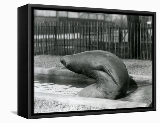 A Young Elephant Seal Reaching Backwards, London Zoo, 1930 (B/W Photo)-Frederick William Bond-Framed Premier Image Canvas
