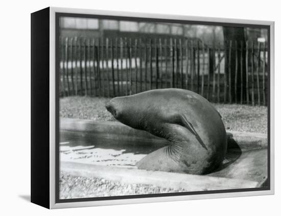 A Young Elephant Seal Reaching Backwards, London Zoo, 1930 (B/W Photo)-Frederick William Bond-Framed Premier Image Canvas