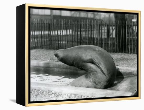 A Young Elephant Seal Reaching Backwards, London Zoo, 1930 (B/W Photo)-Frederick William Bond-Framed Premier Image Canvas