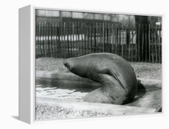 A Young Elephant Seal Reaching Backwards, London Zoo, 1930 (B/W Photo)-Frederick William Bond-Framed Premier Image Canvas