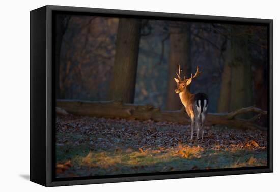 A Young Fallow Deer, Illuminated by the Early Morning Orange Sunrise, Looks Back-Alex Saberi-Framed Premier Image Canvas