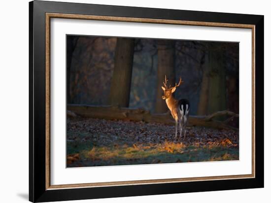 A Young Fallow Deer, Illuminated by the Early Morning Orange Sunrise, Looks Back-Alex Saberi-Framed Photographic Print