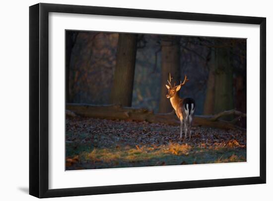 A Young Fallow Deer, Illuminated by the Early Morning Orange Sunrise, Looks Back-Alex Saberi-Framed Photographic Print