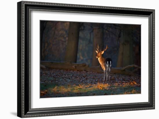 A Young Fallow Deer, Illuminated by the Early Morning Orange Sunrise, Looks Back-Alex Saberi-Framed Photographic Print