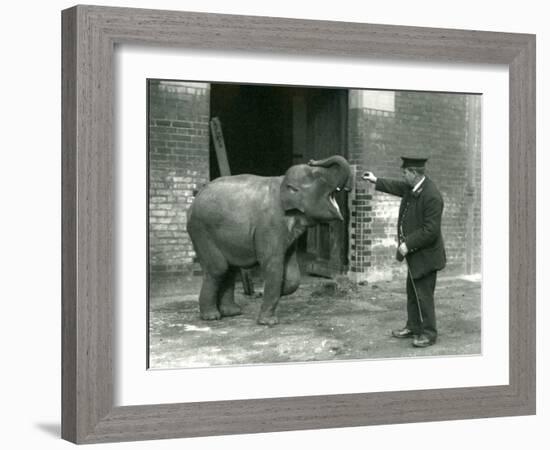 A Young Female Indian Elephant with Keeper H. Robertson, London Zoo, 22nd February 1922-Frederick William Bond-Framed Photographic Print