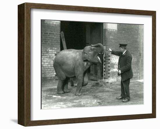 A Young Female Indian Elephant with Keeper H. Robertson, London Zoo, 22nd February 1922-Frederick William Bond-Framed Photographic Print