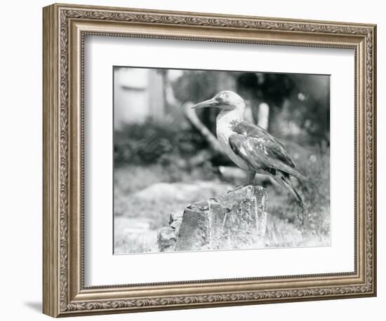 A Young Gannet Standing on a Tree Stump at London Zoo in 1929 (B/W Photo)-Frederick William Bond-Framed Giclee Print