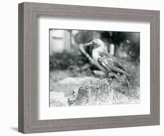 A Young Gannet Standing on a Tree Stump at London Zoo in 1929 (B/W Photo)-Frederick William Bond-Framed Giclee Print