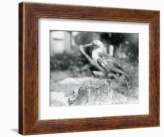 A Young Gannet Standing on a Tree Stump at London Zoo in 1929 (B/W Photo)-Frederick William Bond-Framed Giclee Print