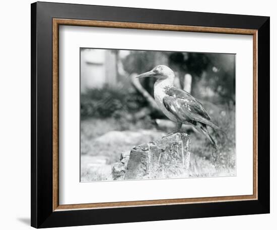 A Young Gannet Standing on a Tree Stump at London Zoo in 1929 (B/W Photo)-Frederick William Bond-Framed Giclee Print