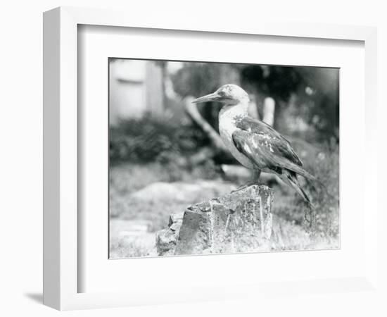 A Young Gannet Standing on a Tree Stump at London Zoo in 1929 (B/W Photo)-Frederick William Bond-Framed Giclee Print