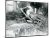 A Young Gannet Standing on a Tree Stump at London Zoo in 1929 (B/W Photo)-Frederick William Bond-Mounted Giclee Print