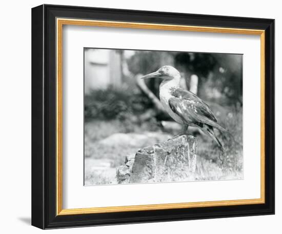 A Young Gannet Standing on a Tree Stump at London Zoo in 1929 (B/W Photo)-Frederick William Bond-Framed Giclee Print