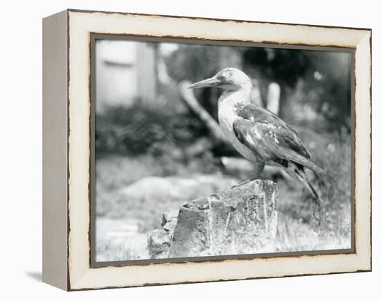 A Young Gannet Standing on a Tree Stump at London Zoo in 1929 (B/W Photo)-Frederick William Bond-Framed Premier Image Canvas