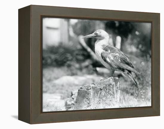 A Young Gannet Standing on a Tree Stump at London Zoo in 1929 (B/W Photo)-Frederick William Bond-Framed Premier Image Canvas