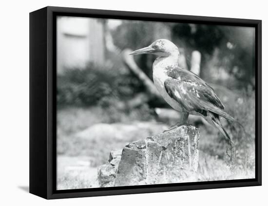 A Young Gannet Standing on a Tree Stump at London Zoo in 1929 (B/W Photo)-Frederick William Bond-Framed Premier Image Canvas