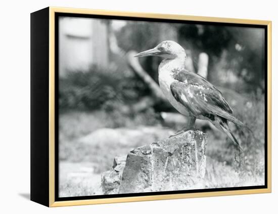 A Young Gannet Standing on a Tree Stump at London Zoo in 1929 (B/W Photo)-Frederick William Bond-Framed Premier Image Canvas