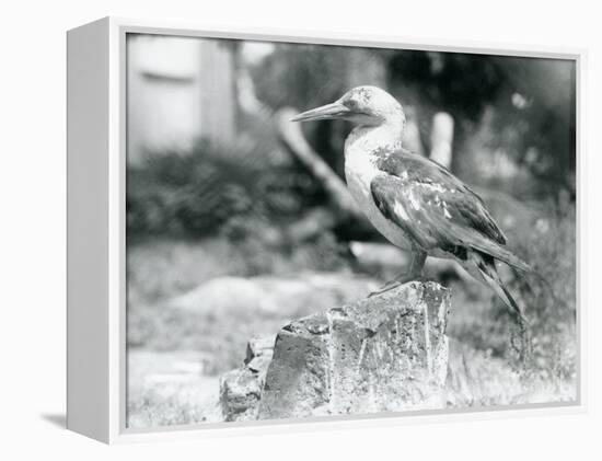 A Young Gannet Standing on a Tree Stump at London Zoo in 1929 (B/W Photo)-Frederick William Bond-Framed Premier Image Canvas