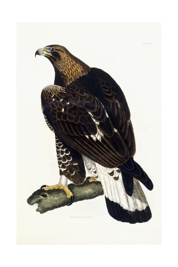 A Young Golden Eagle 1841 Giclee Print By Prideaux John Selby Artcom